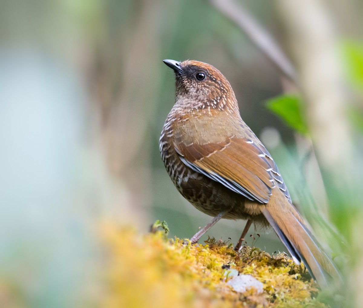 Brown-capped Laughingthrush - ML401842601