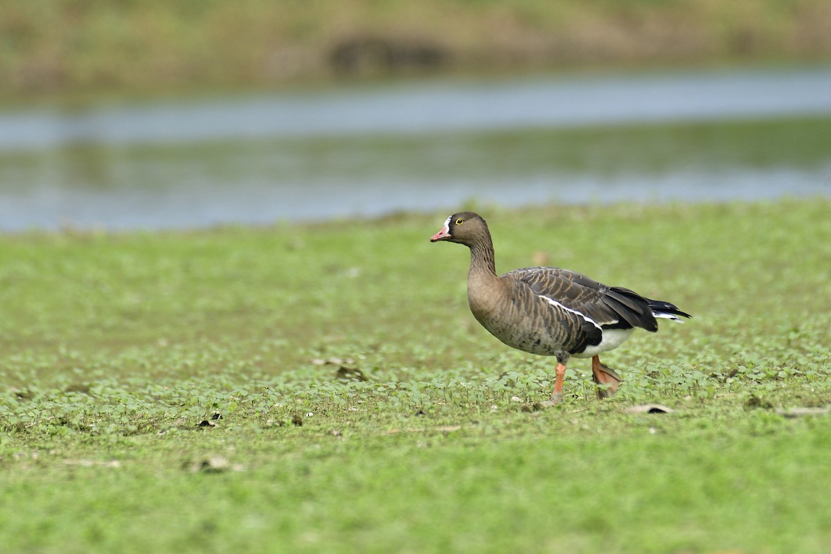 Lesser White-fronted Goose - ML401842831