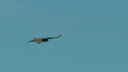 Red-tailed Hawk (abieticola) - Kale Van Shaar