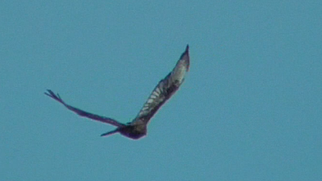 Red-tailed Hawk (abieticola) - ML401843941