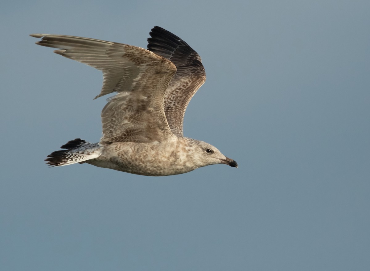 Herring Gull (European) - ML401853151