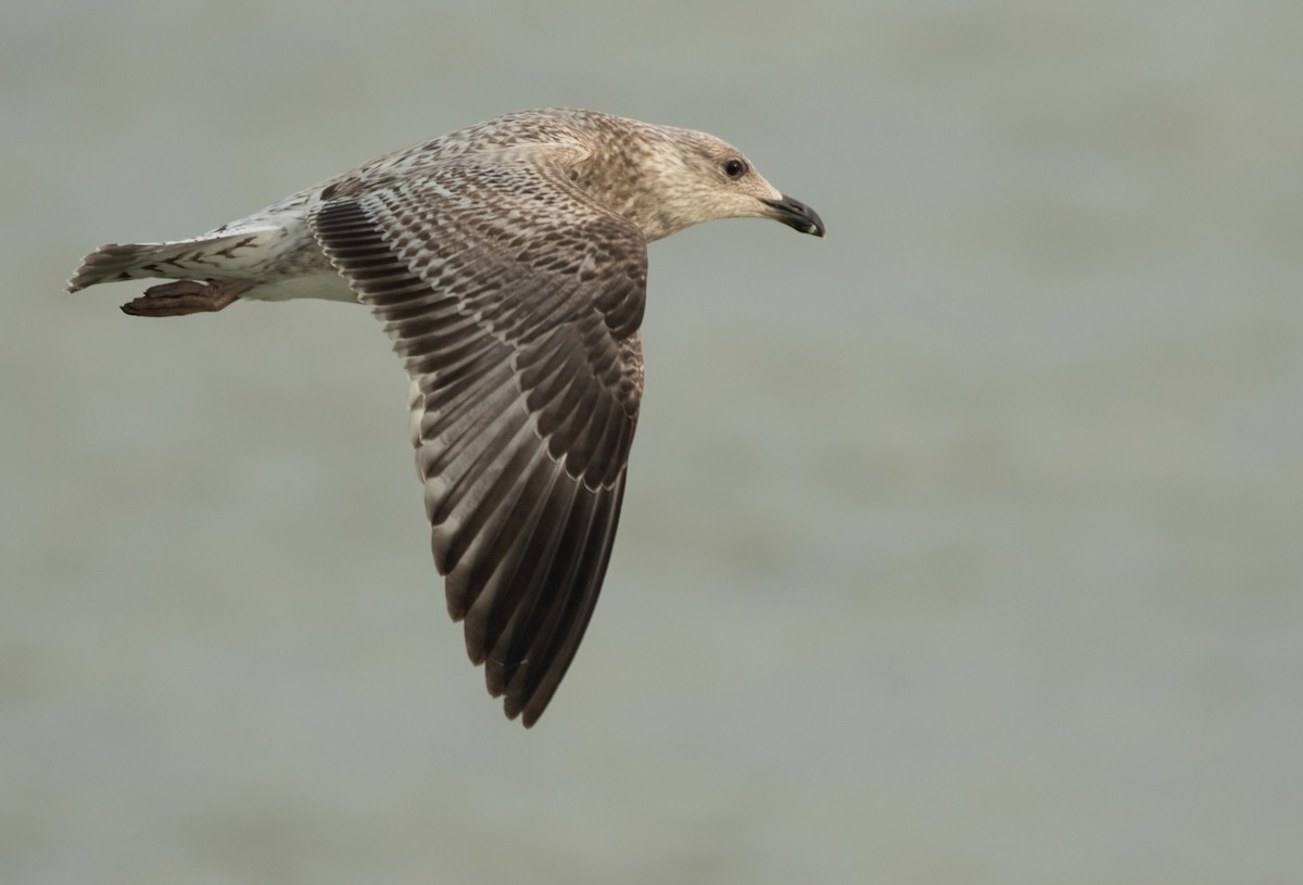 Herring Gull (European) - ML401853211