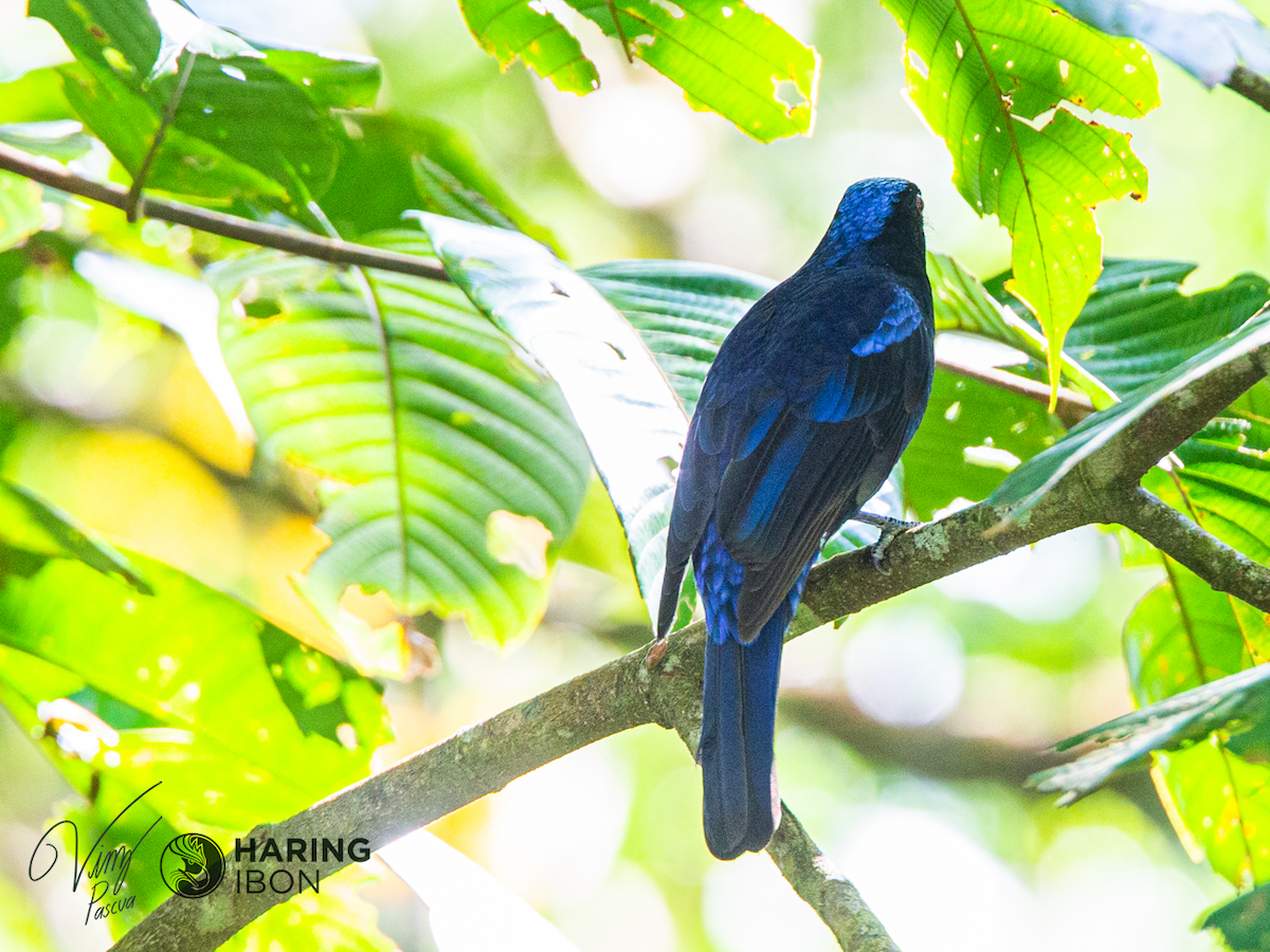 Philippine Fairy-bluebird - Vinz Pascua