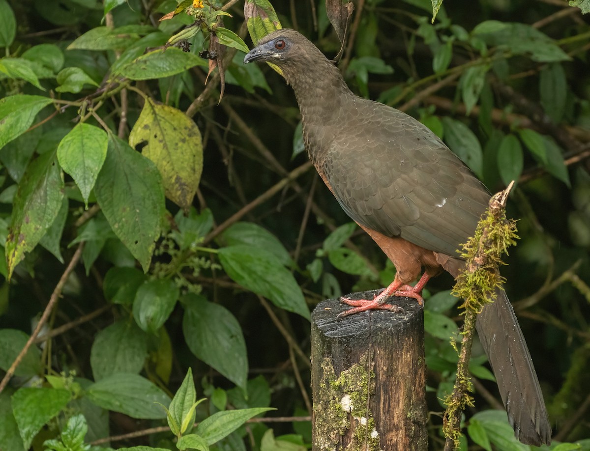 Sickle-winged Guan - ML401859341