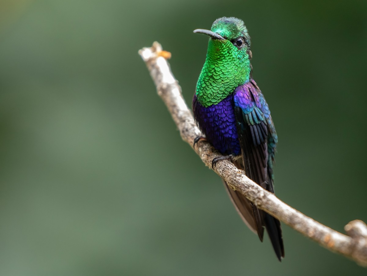 Crowned Woodnymph (Green-crowned/Emerald-bellied) - ML401866301