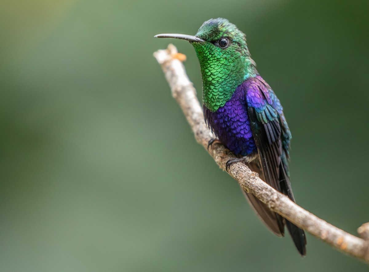 Crowned Woodnymph (Green-crowned/Emerald-bellied) - ML401866321