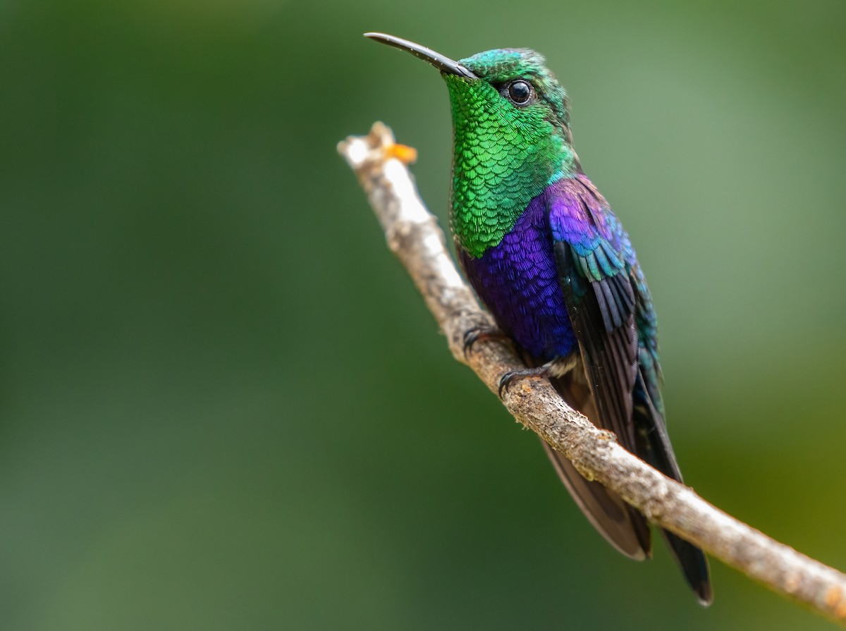 Crowned Woodnymph (Green-crowned/Emerald-bellied) - ML401866331