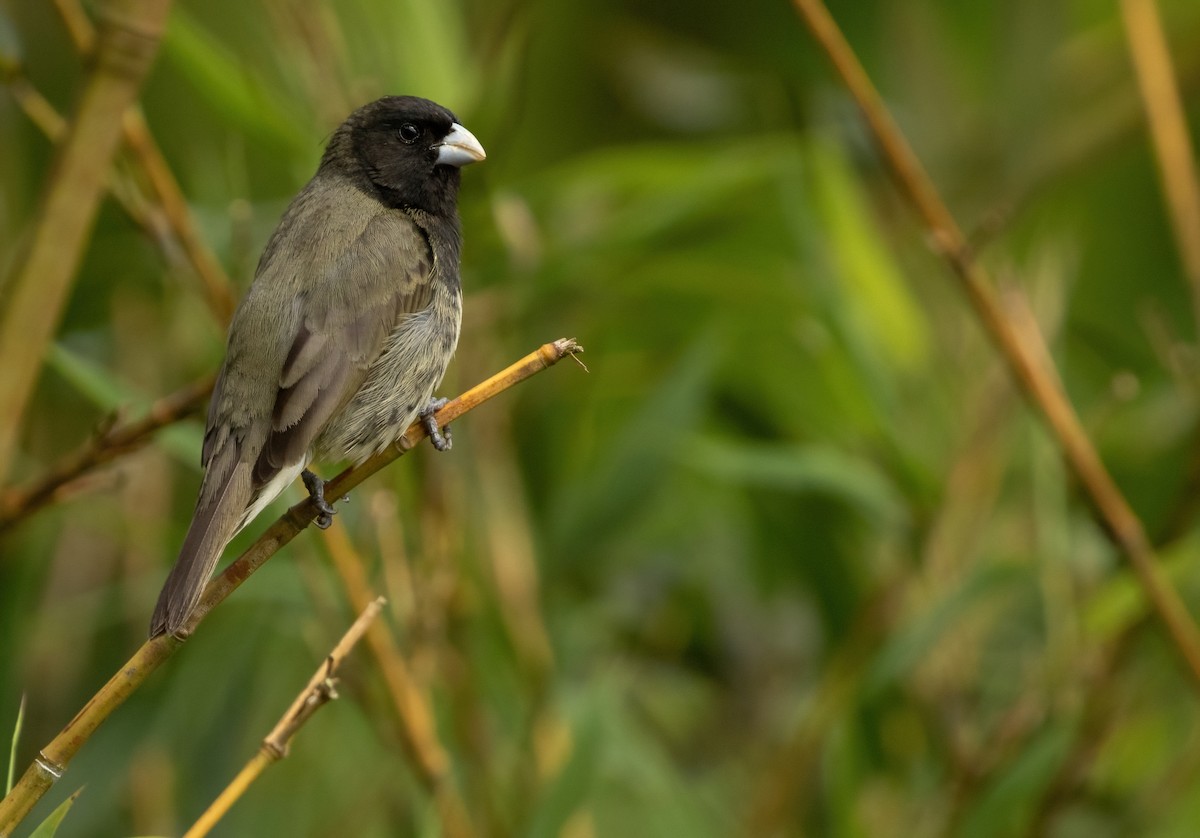 Yellow-bellied Seedeater - ML401868751