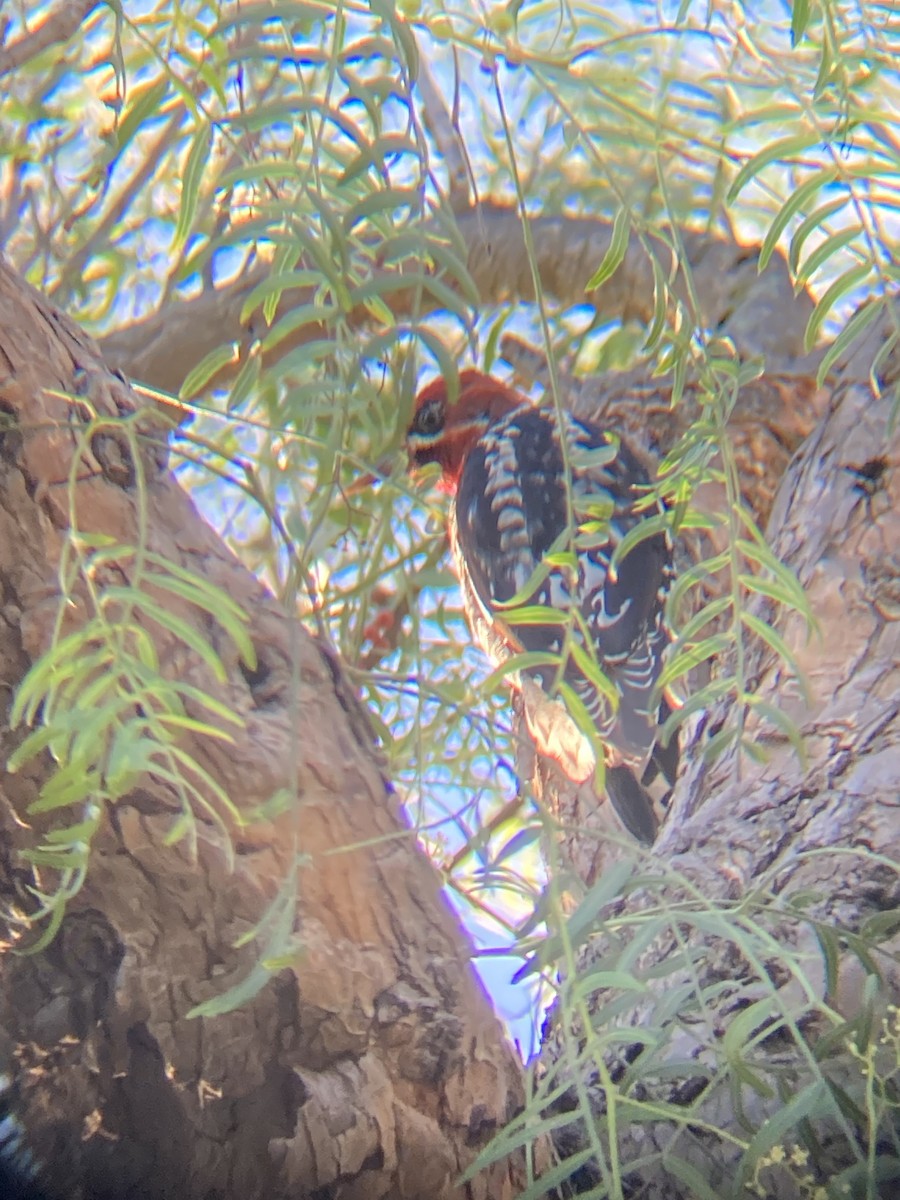 Red-breasted Sapsucker - ML401873621