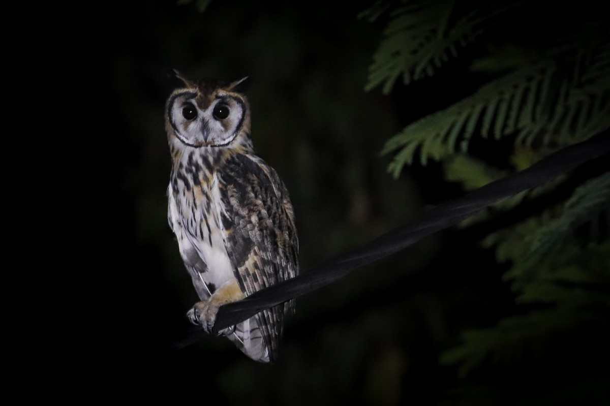 Striped Owl - ML401873801