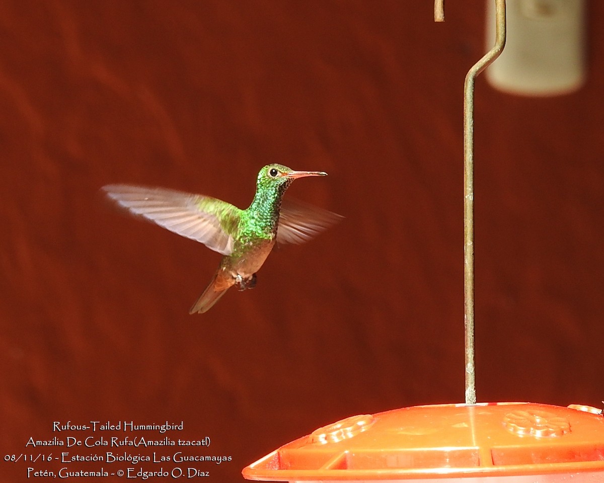 Rufous-tailed Hummingbird - ML40187451