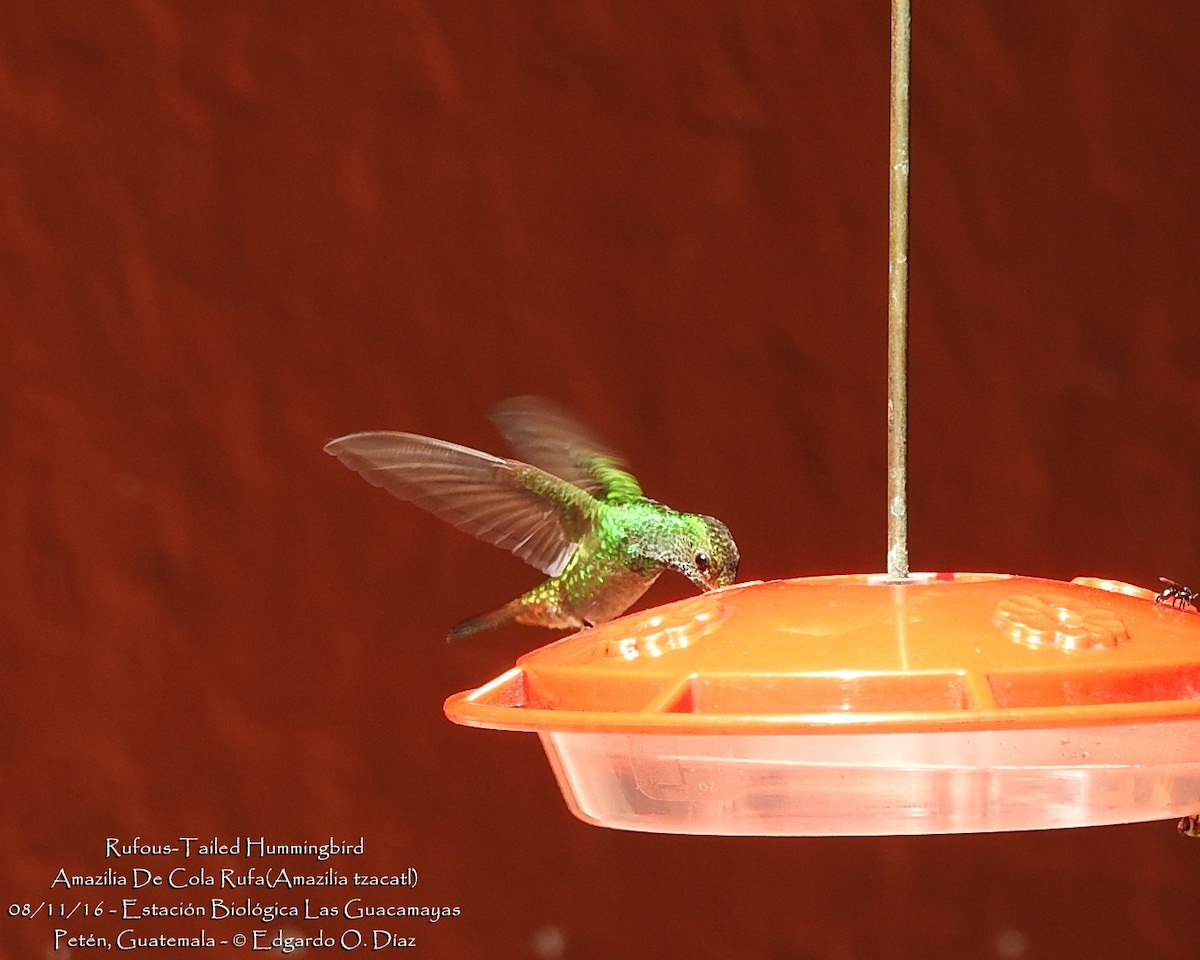 Rufous-tailed Hummingbird - Edgardo Orozco Díaz