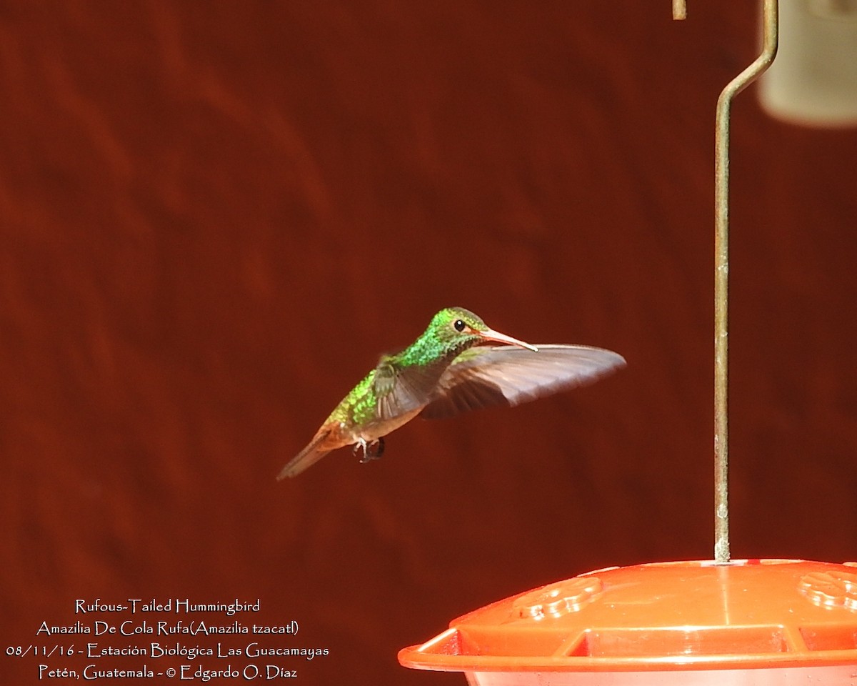 Rufous-tailed Hummingbird - ML40187501