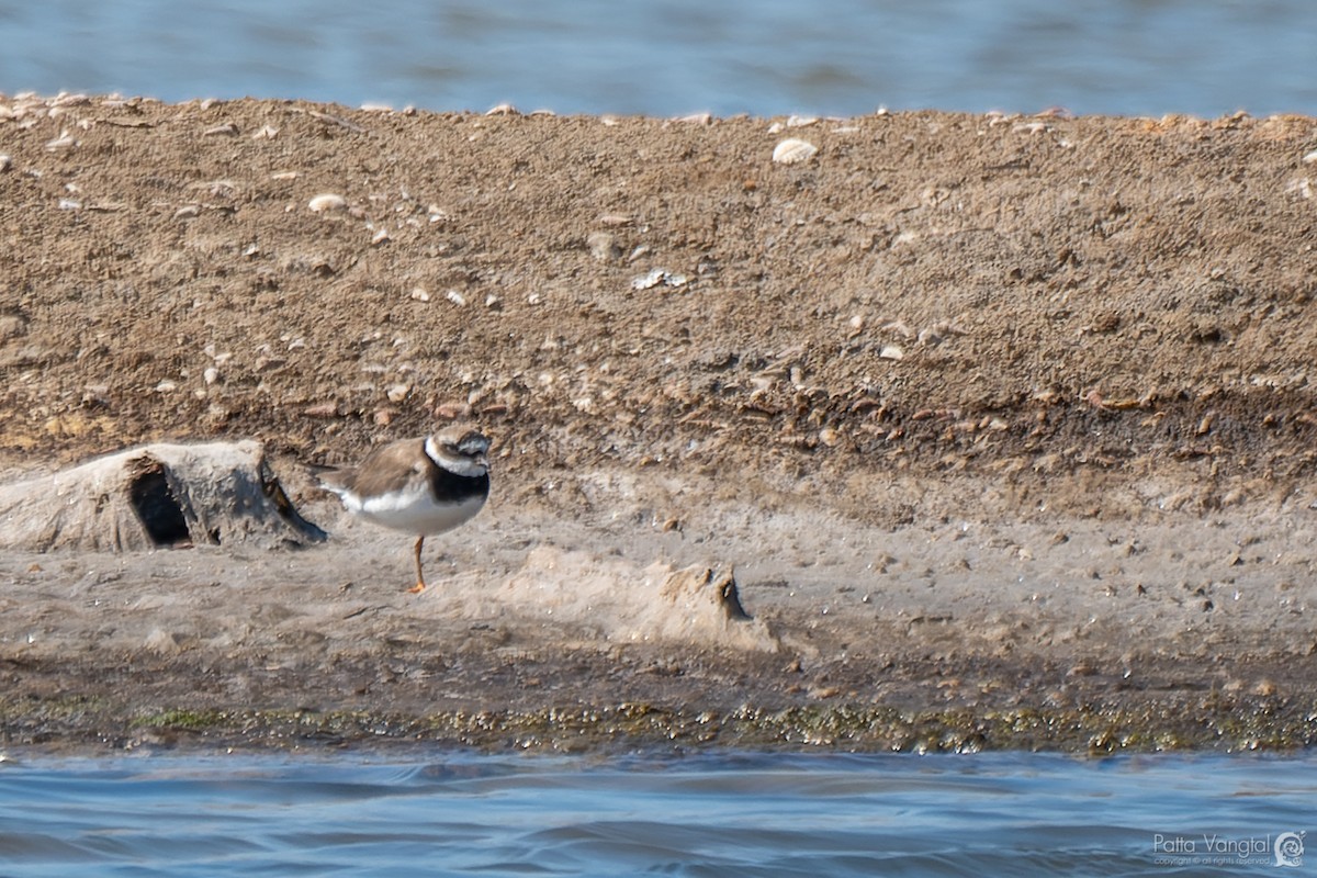 Common Ringed Plover - ML401875801