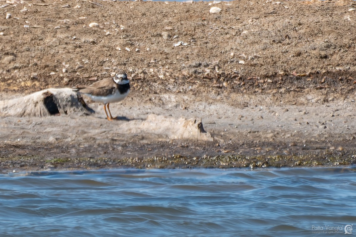 Common Ringed Plover - ML401875811