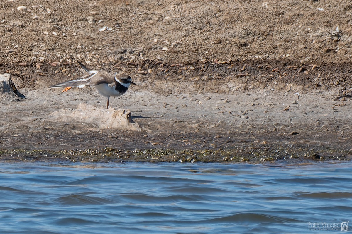 Common Ringed Plover - ML401875821