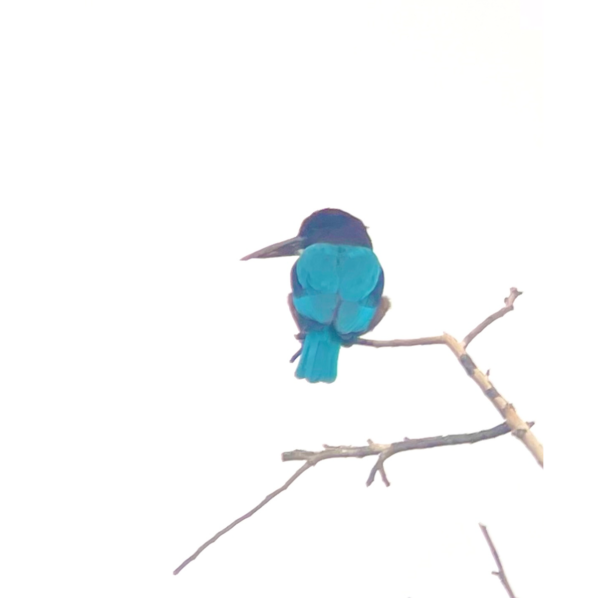White-throated Kingfisher - Beck Redden