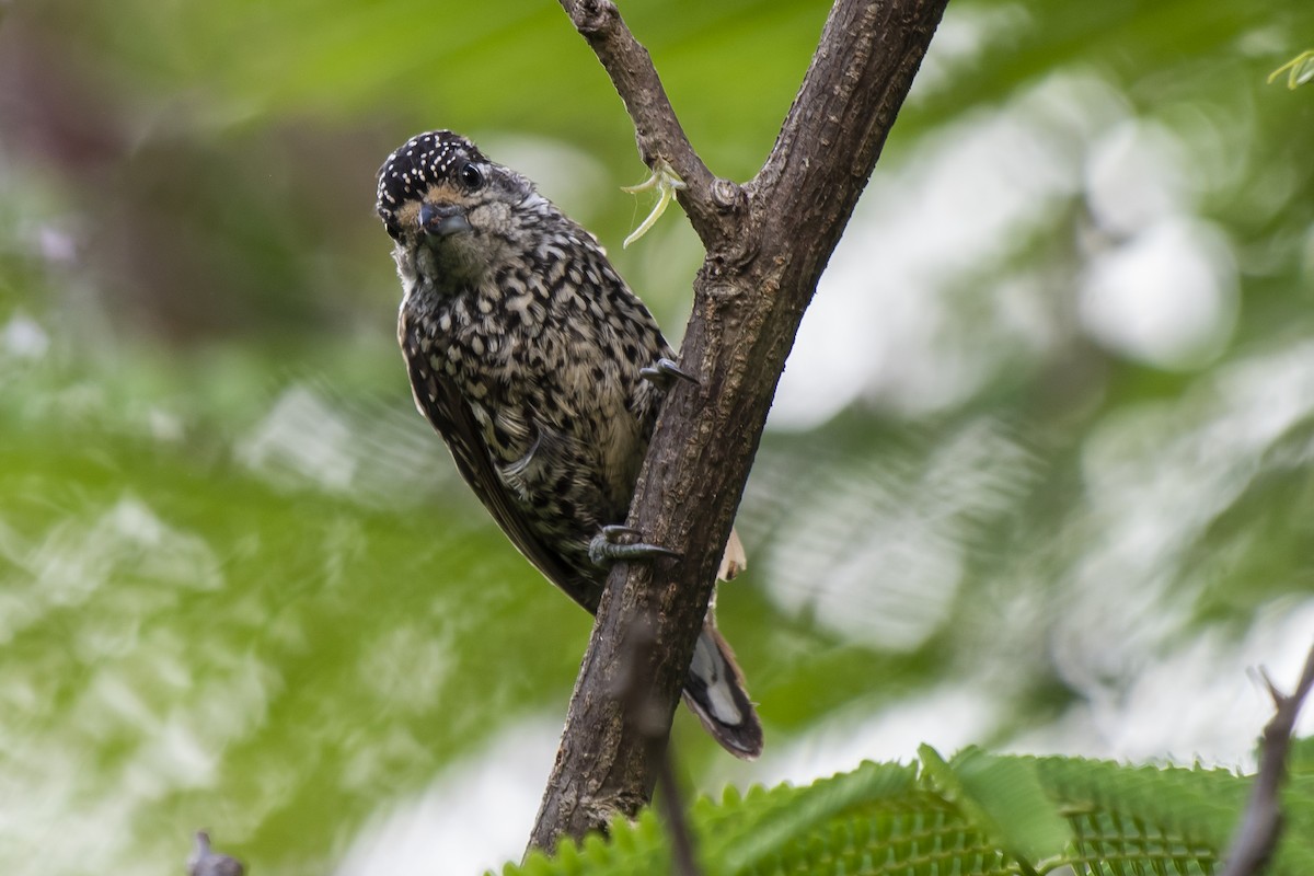 White-wedged Piculet - ML401888601
