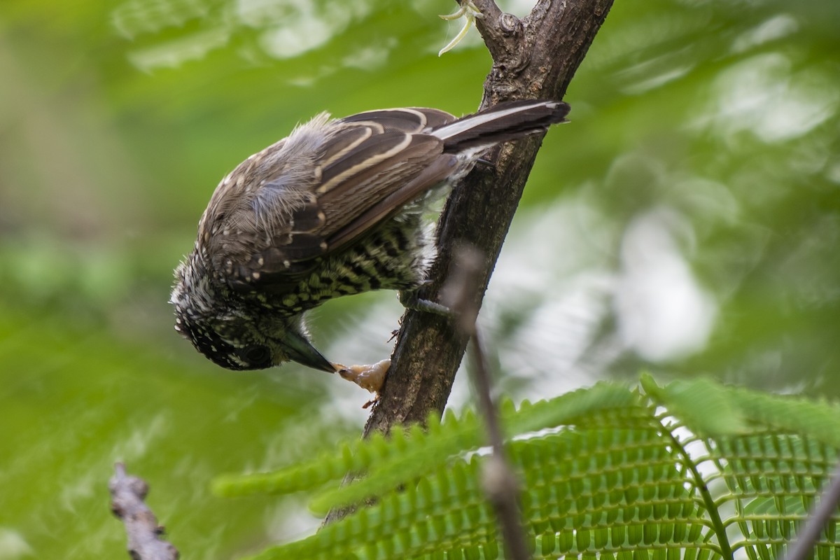 White-wedged Piculet - ML401888651