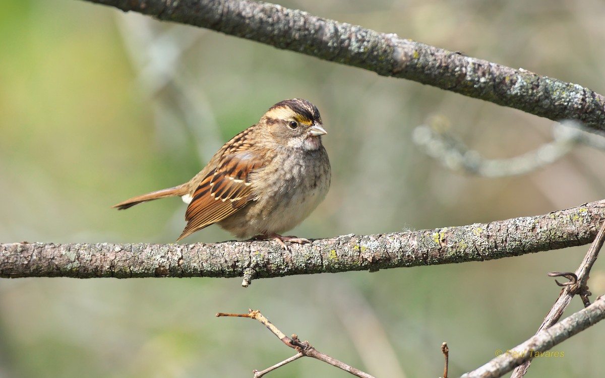 White-throated Sparrow - Paul Tavares