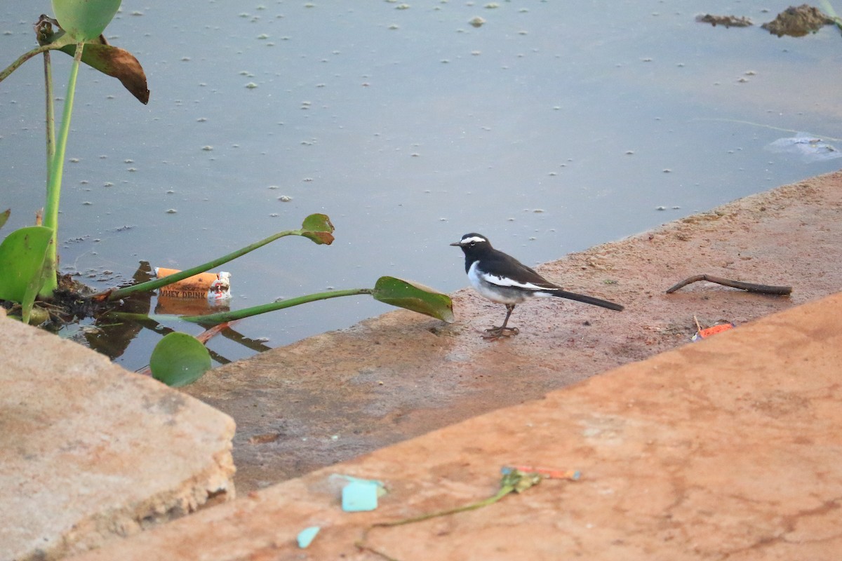 White-browed Wagtail - ML401896371