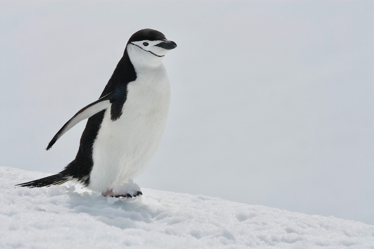 Пінгвін антарктичний - ML401904331