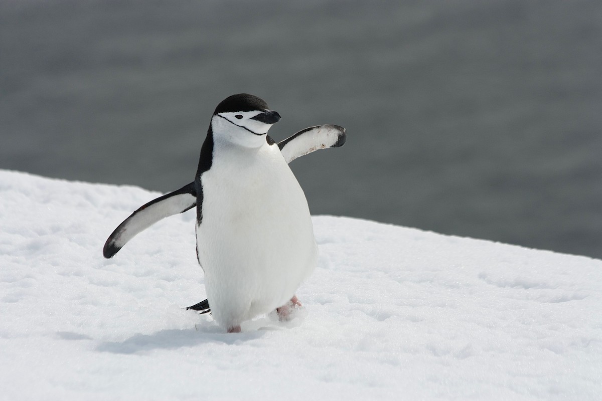 Пінгвін антарктичний - ML401904411