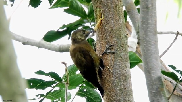 Smoky-brown Woodpecker - ML401905001