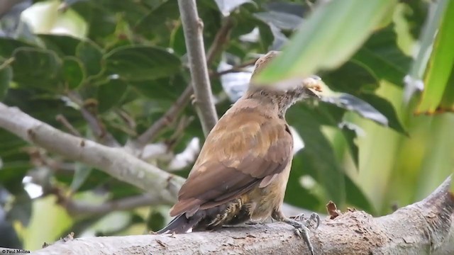 Smoky-brown Woodpecker - ML401908441