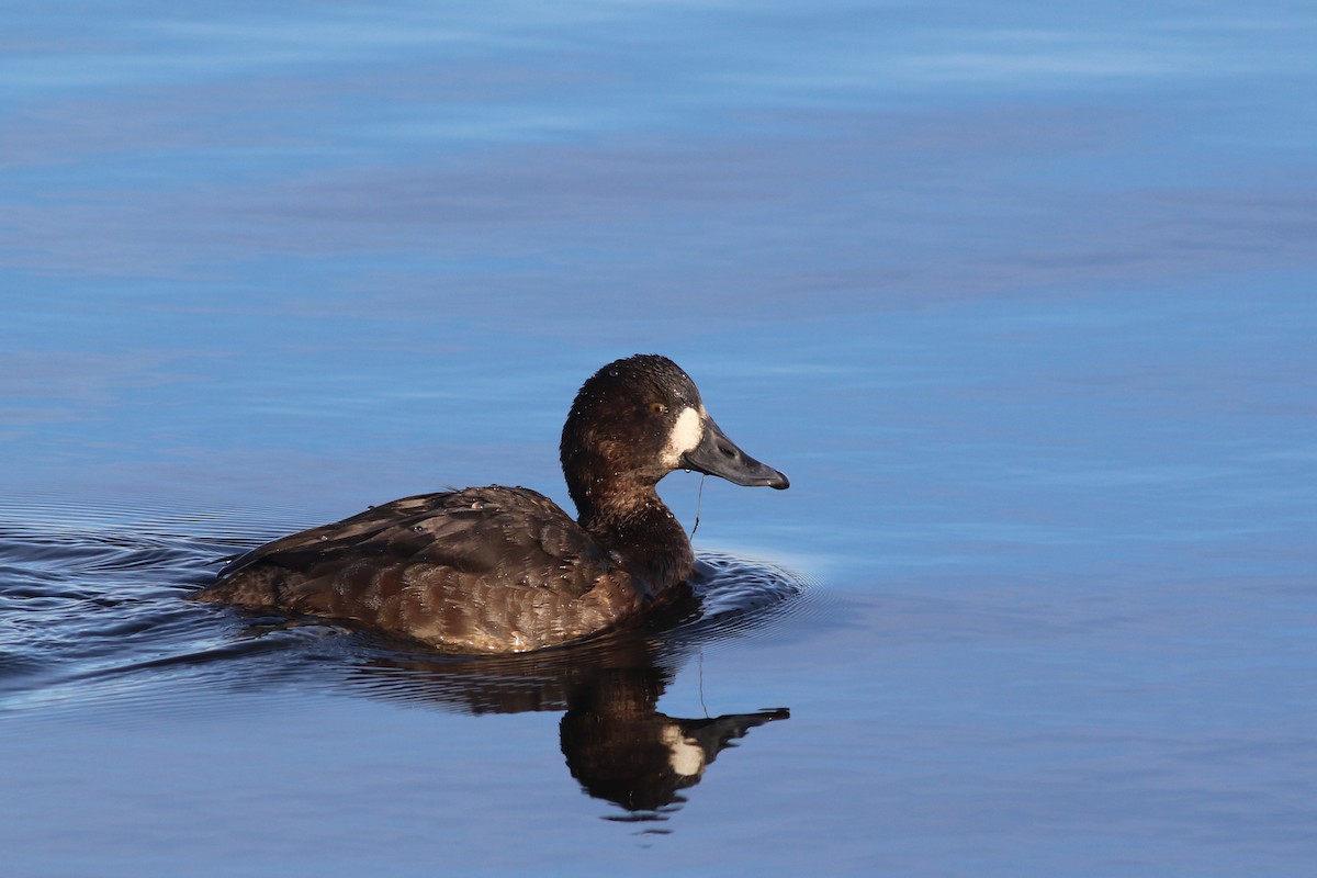 Greater Scaup - ML401908611