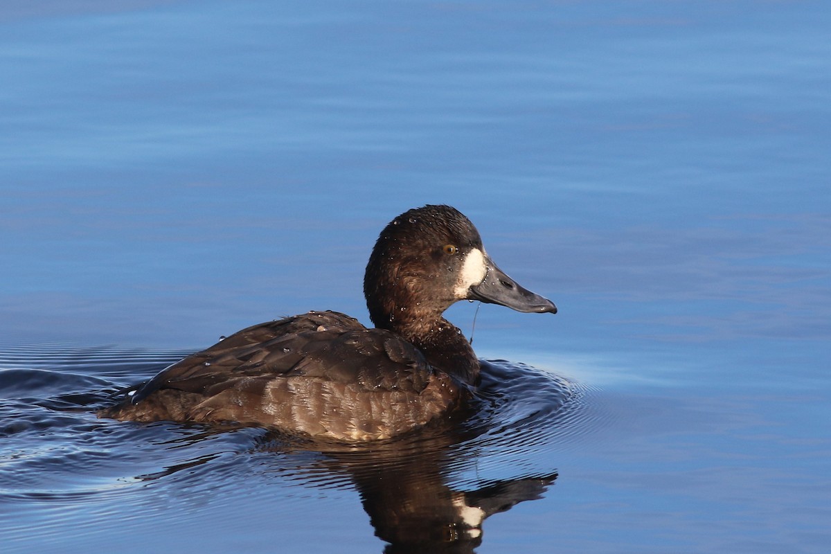 Greater Scaup - ML401908681