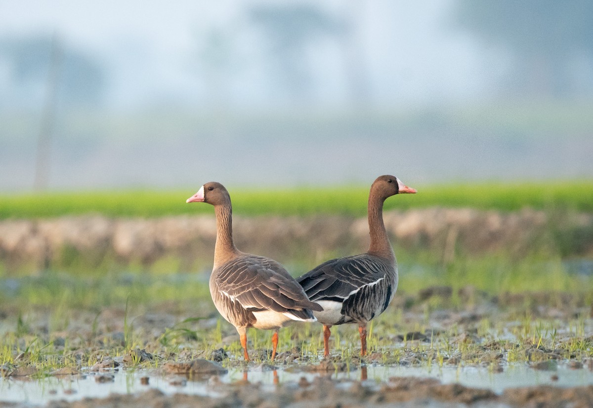 Greater White-fronted Goose - ML401909481