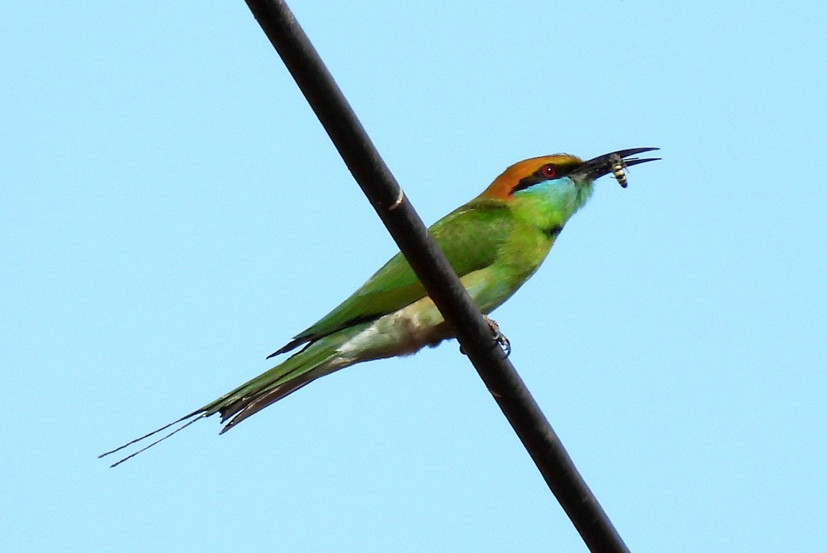 Asian Green Bee-eater - ML401912231