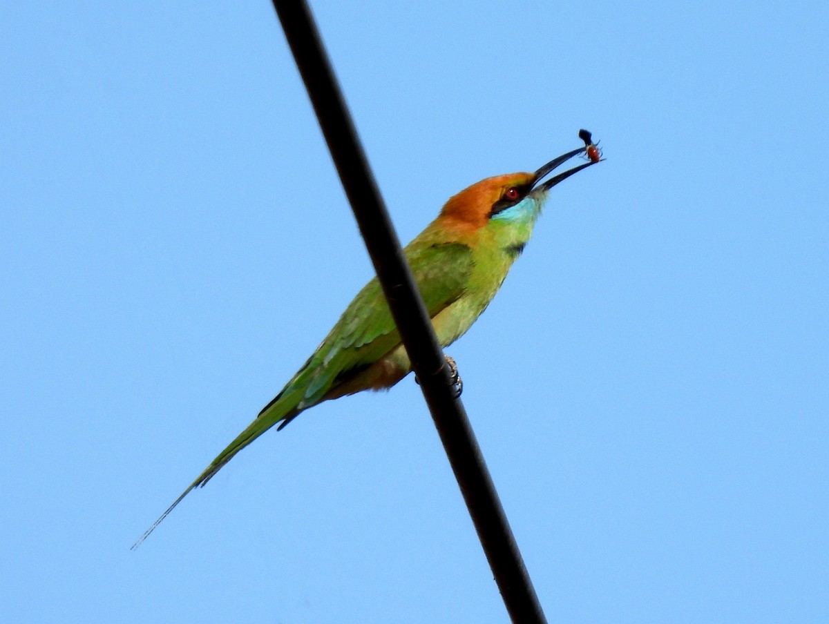 Asian Green Bee-eater - ML401912241
