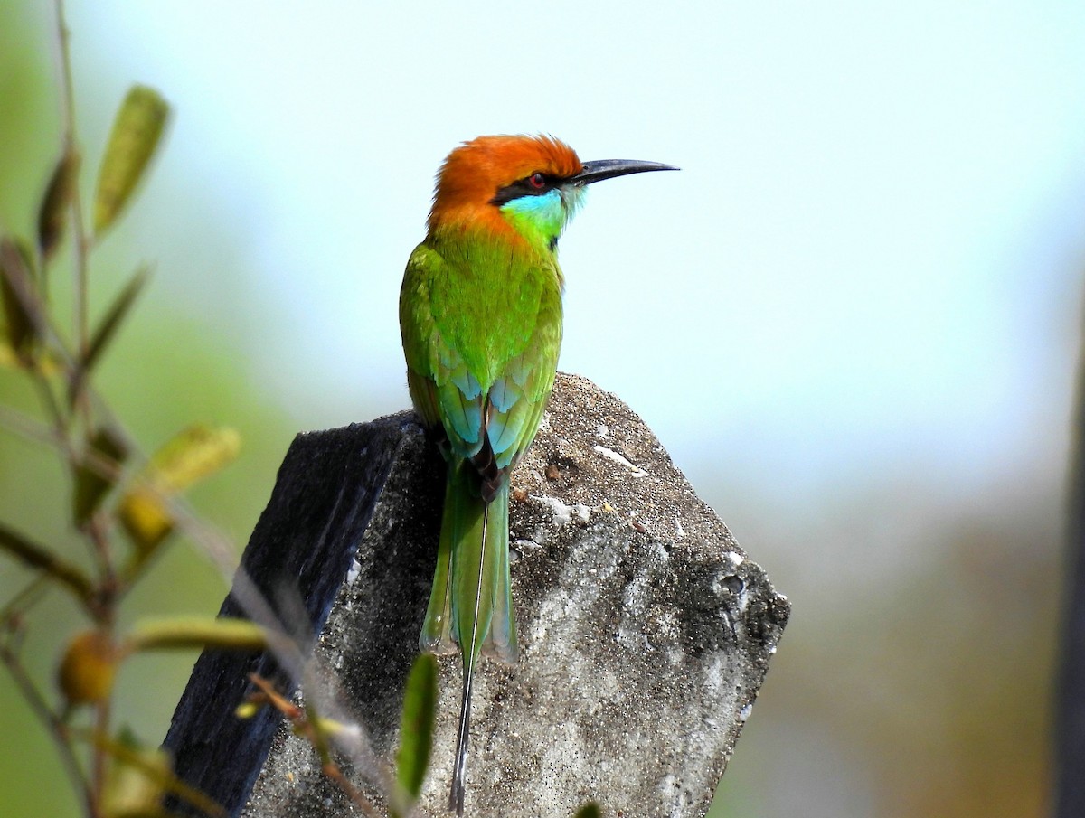 Asian Green Bee-eater - ML401912261