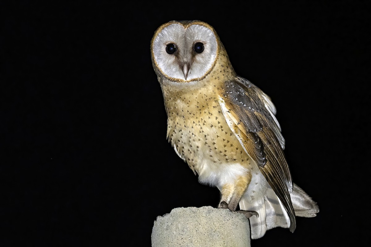 Barn Owl - Su Li