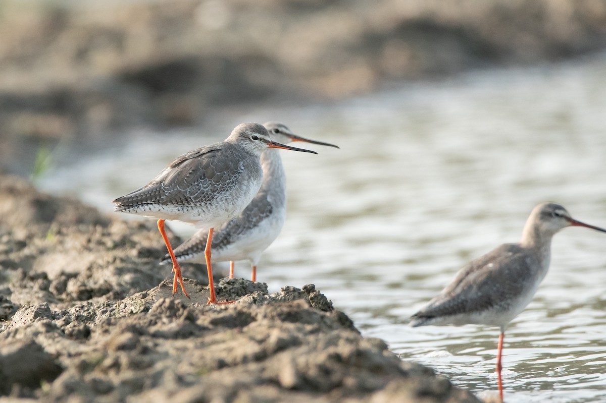 Spotted Redshank - ML401913471