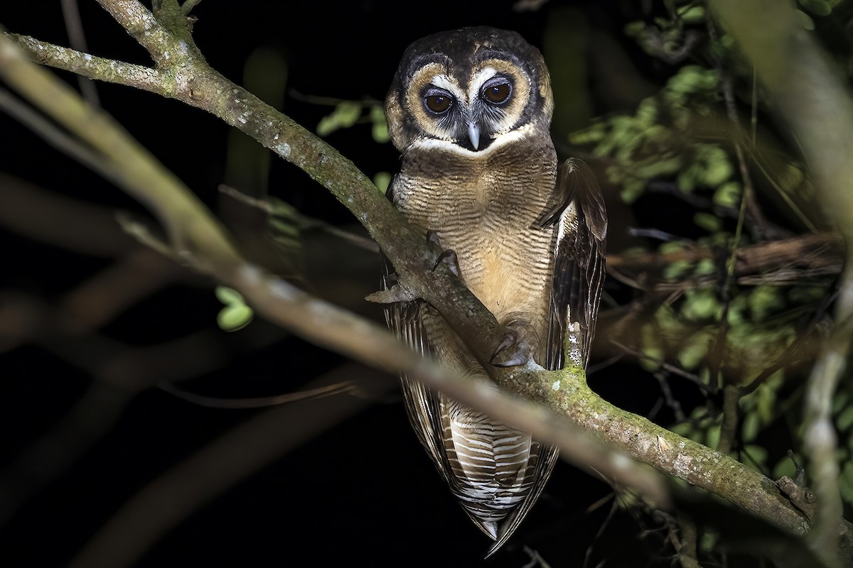 Brown Wood-Owl - ML401913681
