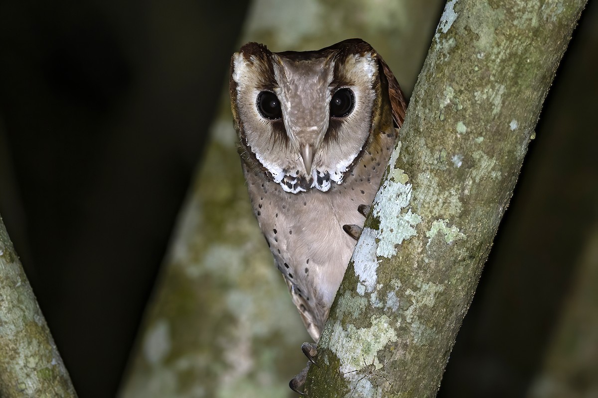 Oriental Bay-Owl - ML401913691