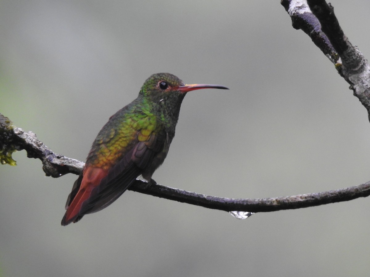 Rufous-tailed Hummingbird - ML401915891