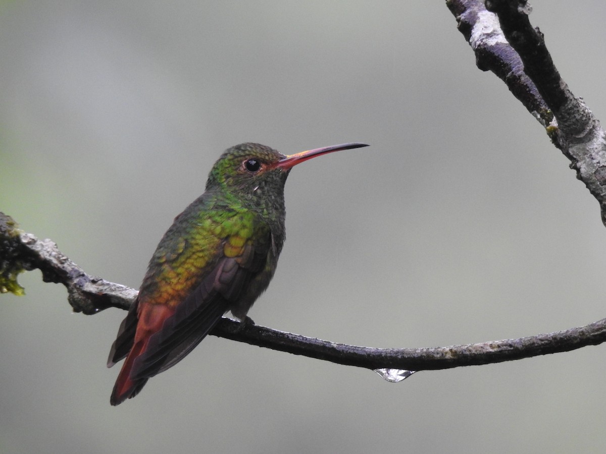 Rufous-tailed Hummingbird - ML401915901