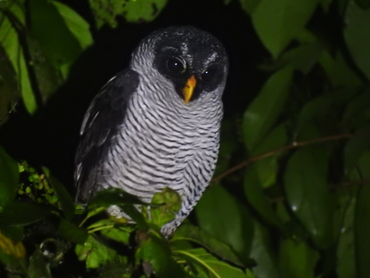Black-and-white Owl - ML401916241