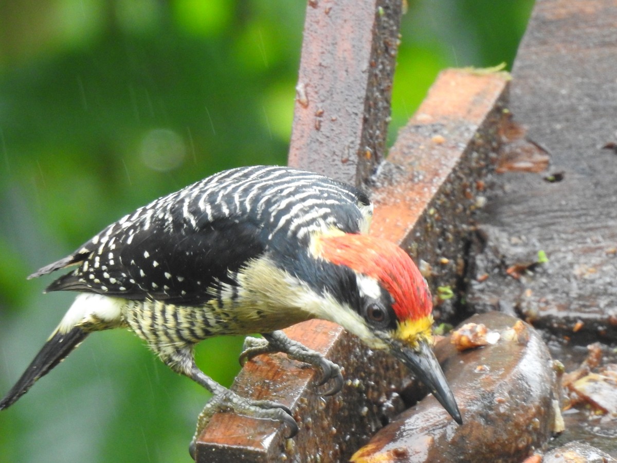 Black-cheeked Woodpecker - ML401917261