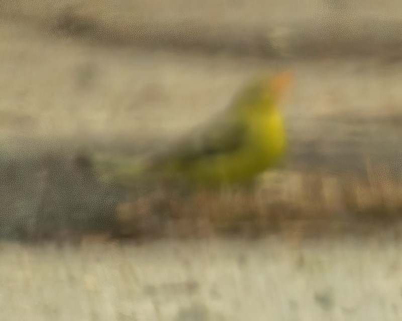 Western Tanager - ML401917751