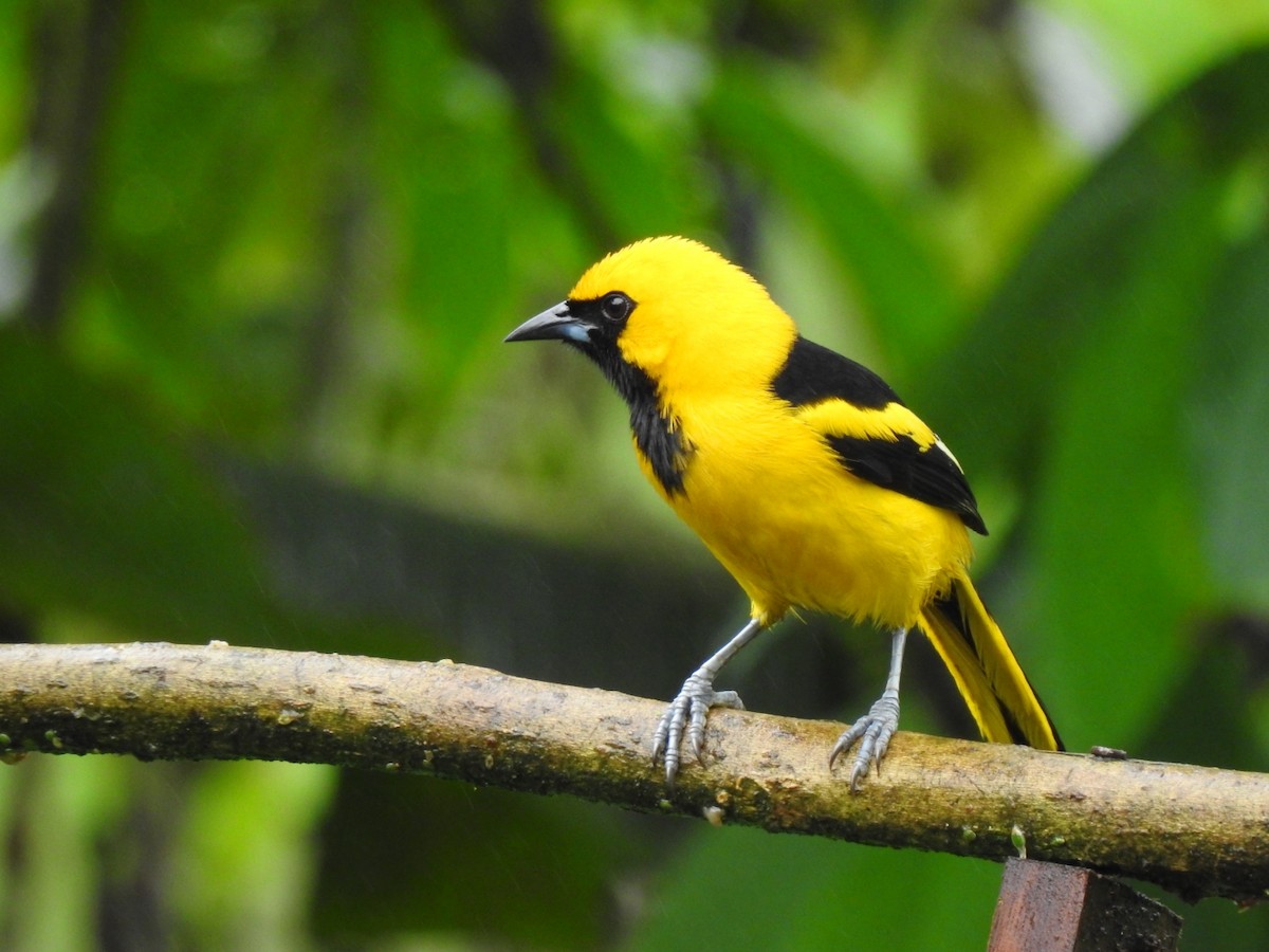 Yellow-tailed Oriole - ML401918011