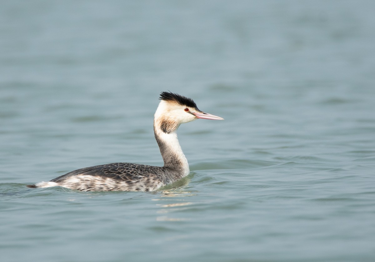Great Crested Grebe - ML401920831