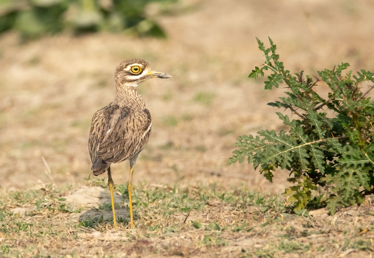 Indian Thick-knee - ML401921731