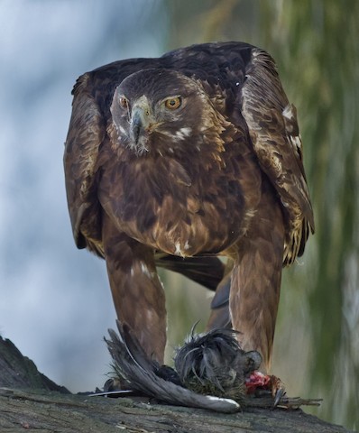 Golden Eagle - eBird