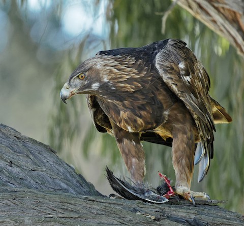 Golden Eagle - eBird