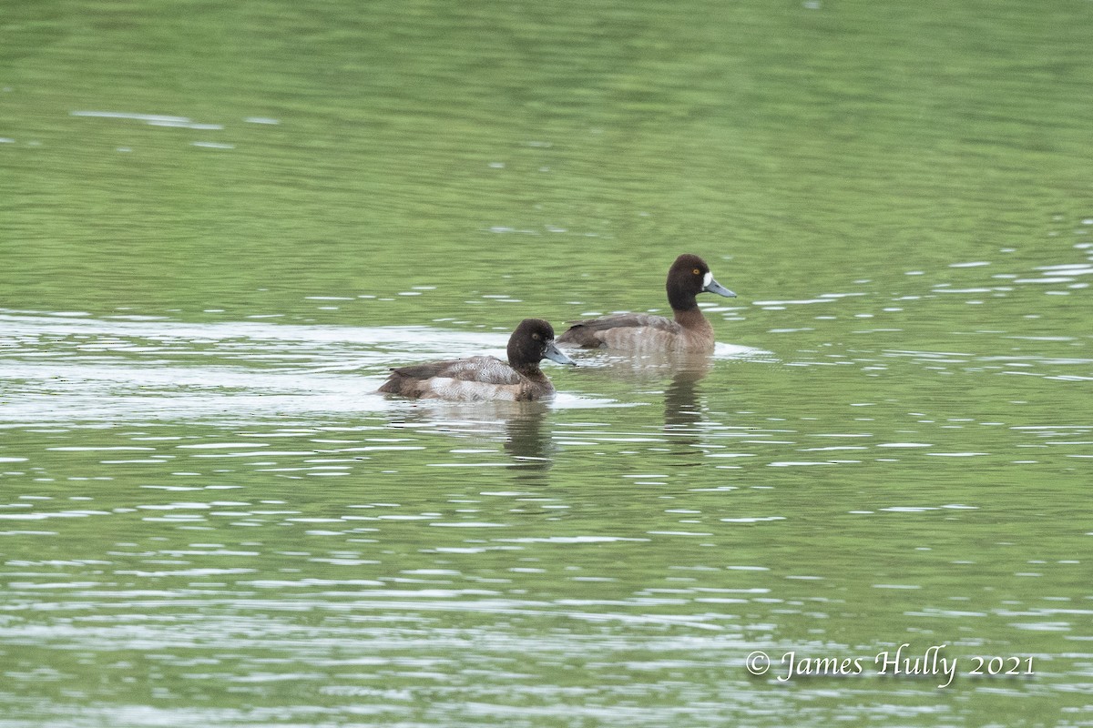 Greater Scaup - Jim Hully